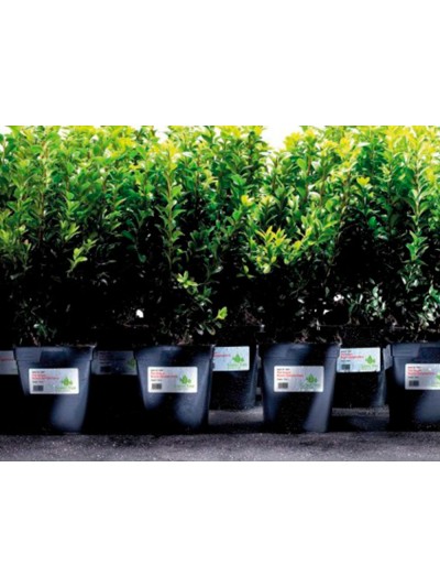 Etiqueta adhesiva resistente avery poliester blanco laser 99,1x42,3 mm caja de 240 unidades