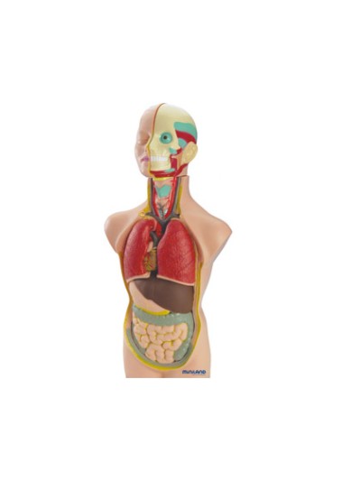 Juego miniland anatomia humana 11 piezas 50 cm