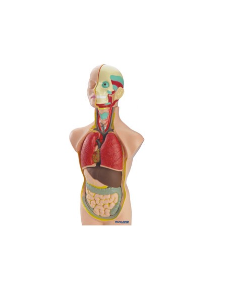 Juego miniland anatomia humana 11 piezas 50 cm