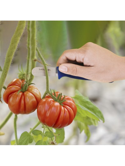 Cuchillo Recolectar Tomates / Pepinos 13,5 cm. Cuchillo Corta Tomates, Cuchillo Pepinos, Cuchillo Cortador Pepinos,